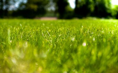 Why Your Lawn Hates You Every Spring — And How Aeration Fixes It