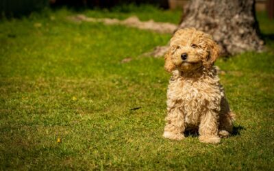 Would You Let Your Dog Lick Your Grass? Let’s Talk Treatments
